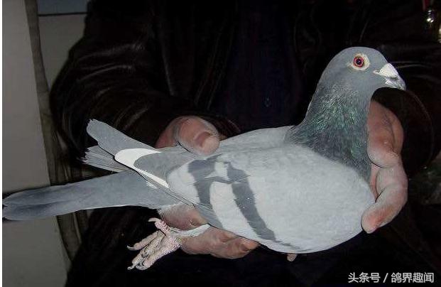 鸽子出壳后种鸽管理,鸽子归巢的调理