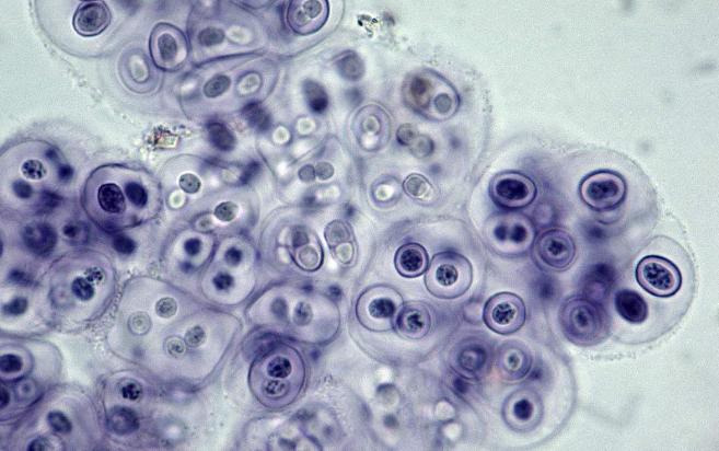 寒武纪有哪些奇怪的生物,寒武纪生物大爆发最主要特征