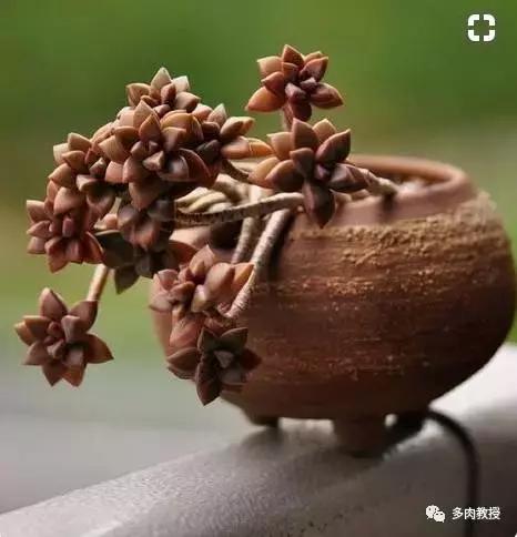 多肉老桩配古盆！美的惊艳了时光！