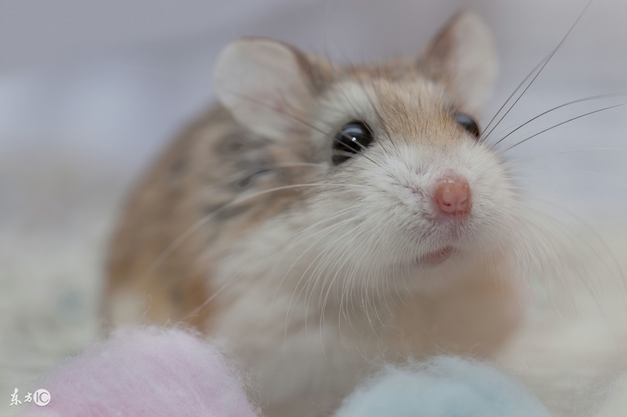 仓鼠心情不好,仓鼠精神有问题怎么判断