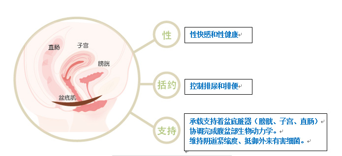 孕妈不可不知的盆底肌锻炼指南