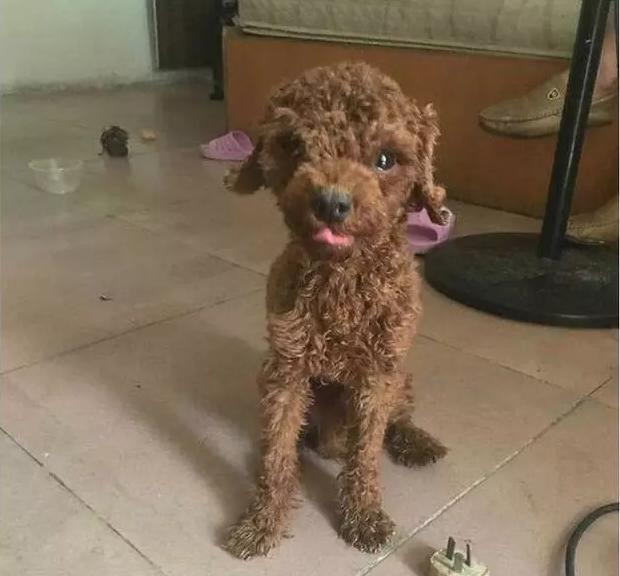 铲屎官外出一周,铲屎官出差回来