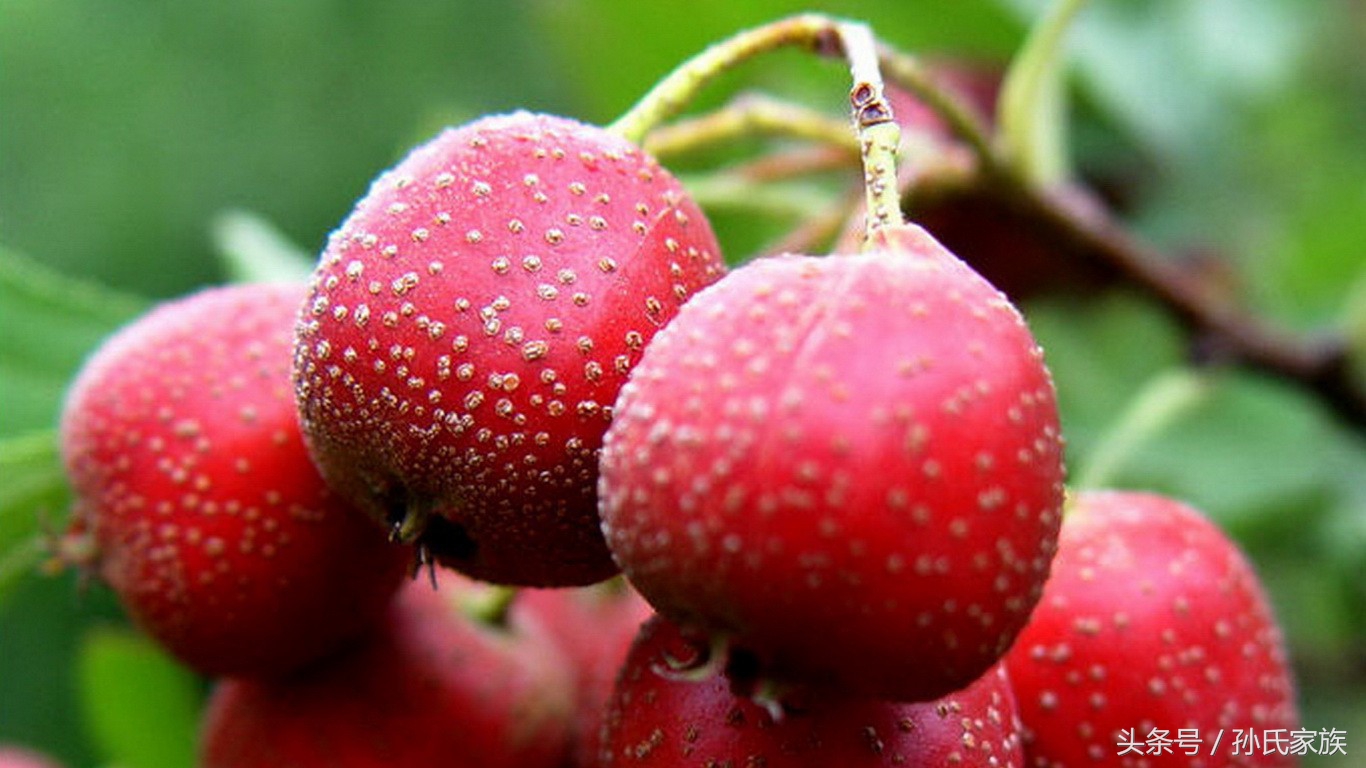 山楂水果怎么吃,山楂是高糖水果吗