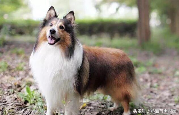 不掉毛的宠物犬,哪种宠物犬不掉毛无体臭