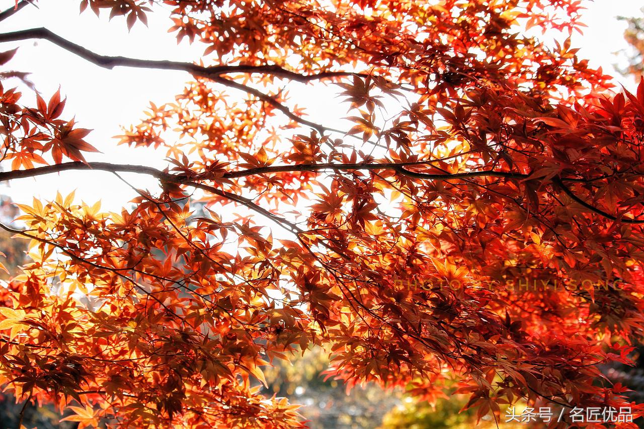 原创：福运快来鸭！日本平林寺外景，手工制作，萌萌哒Q!
