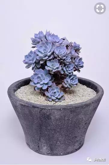 多肉老桩配古盆！美的惊艳了时光！