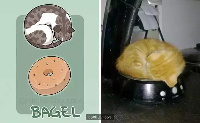 传说中猫有九条命分别是啥,传说中有9条命的猫