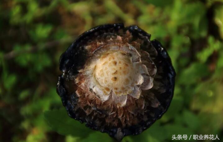 无毒菌类有哪些,九大有毒菌类知识普及