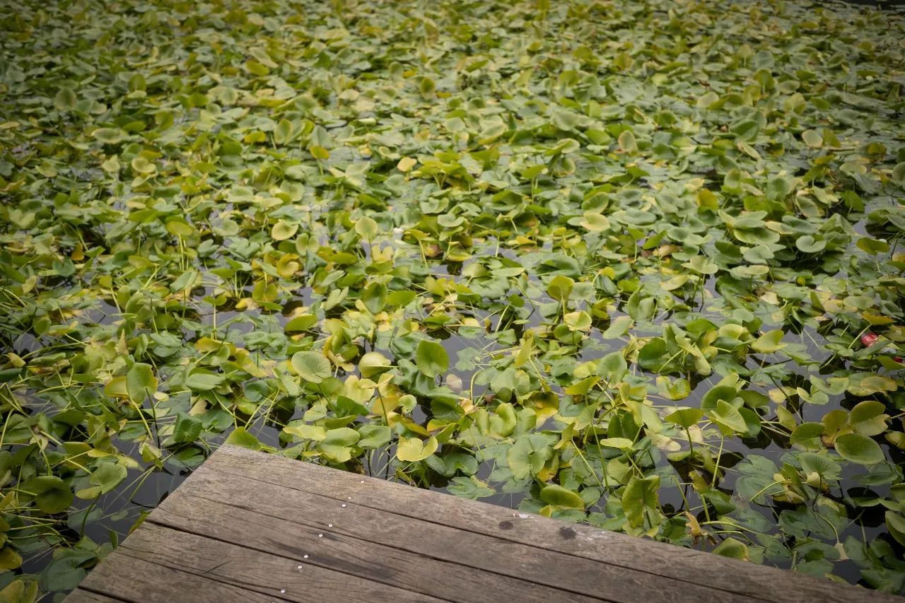 罗莱夏朵杭州紫萱度假村招聘,罗莱夏朵紫萱度假村logo