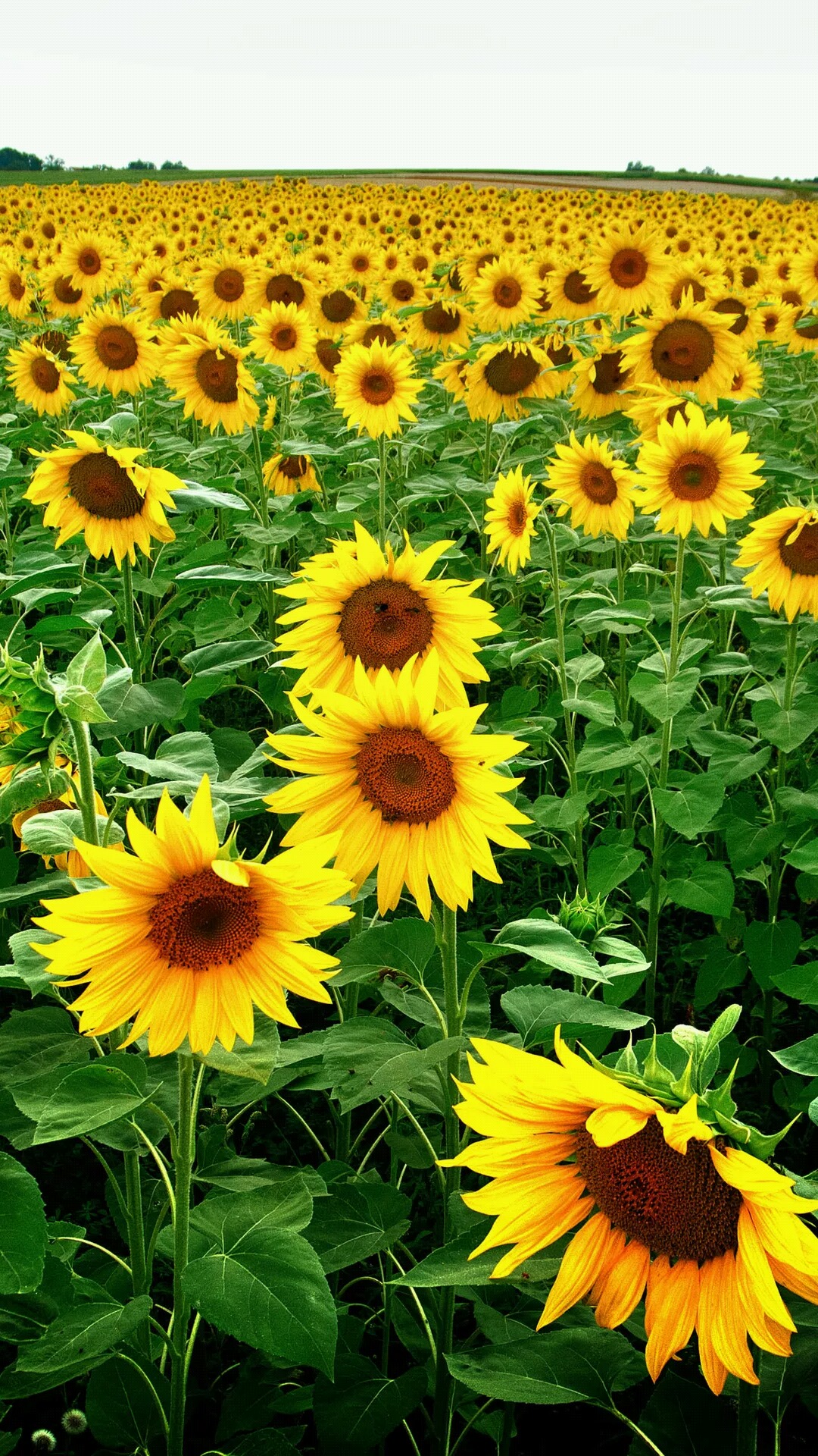 向日葵和太阳神,向日葵被称为太阳神