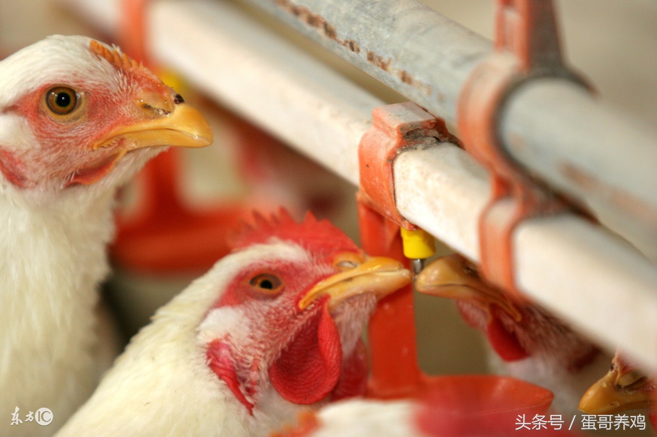 养鸡最怕鸡吃什么东西,养鸡怎么判断鸡喝水