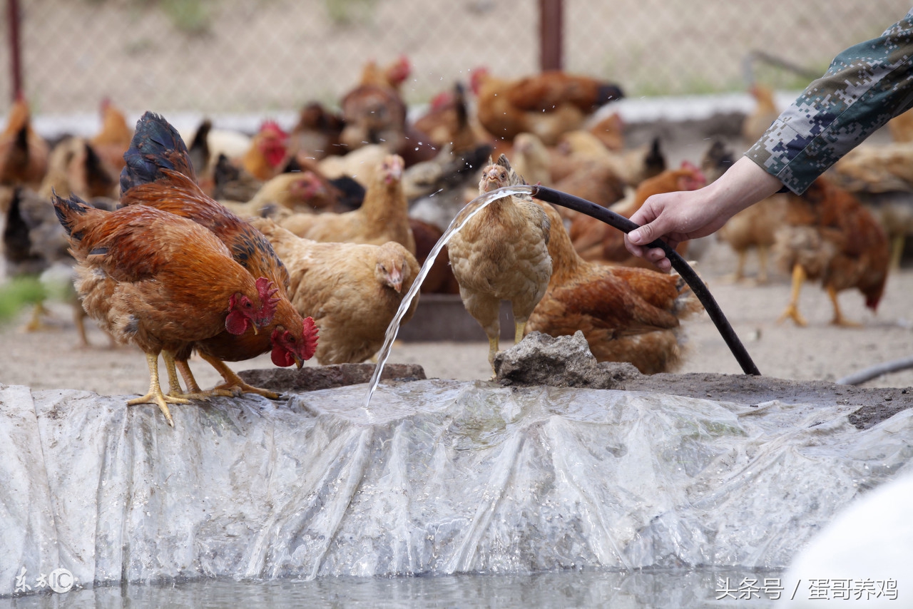 养鸡最怕鸡吃什么东西,养鸡怎么判断鸡喝水