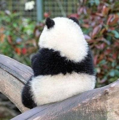 大熊猫龙凤胎宝宝名字,给宝宝取有关大熊猫的名字