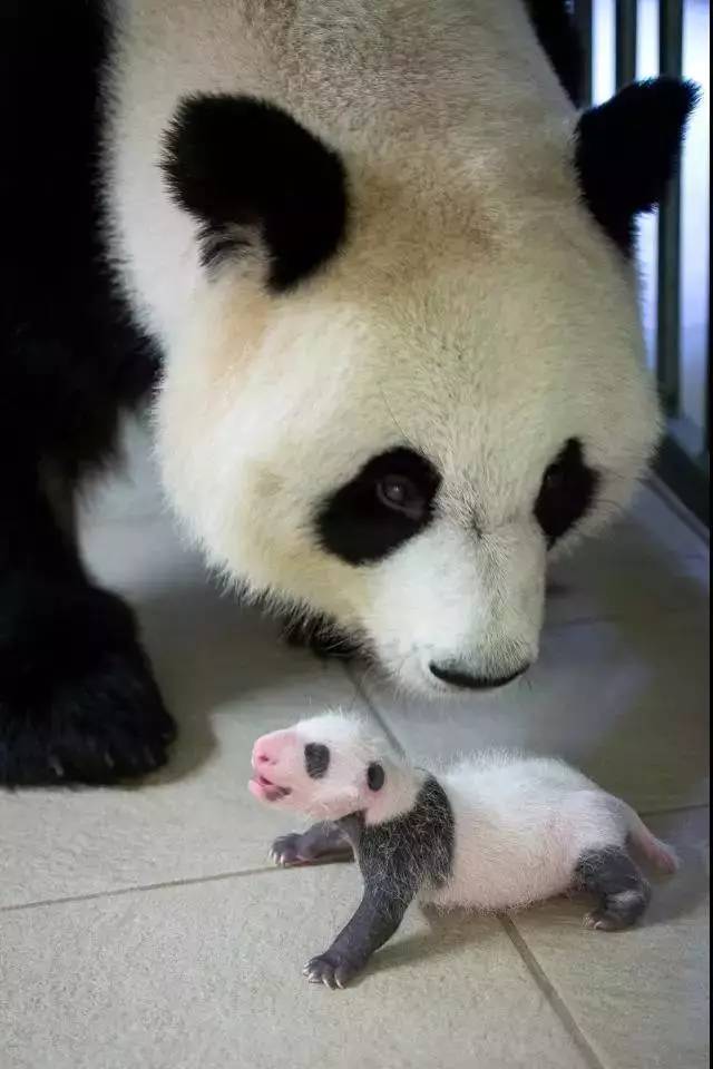 大熊猫龙凤胎宝宝名字,给宝宝取有关大熊猫的名字