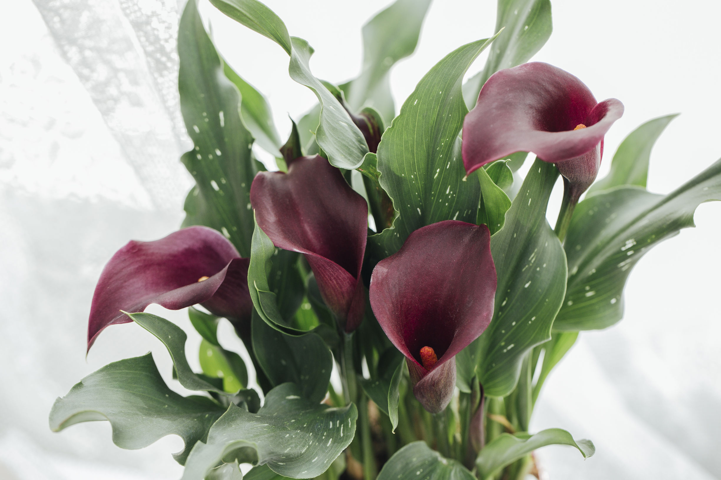 马蹄莲怎样盆栽与养护,盆栽马蹄莲的养护方法