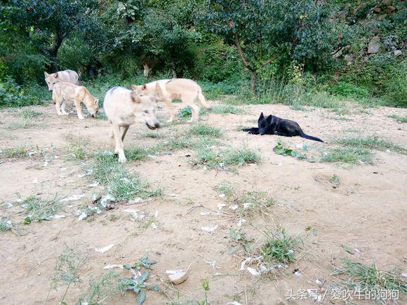 捷克狼犬有伤人记录吗,不训练的捷克狼犬会随便咬人吗