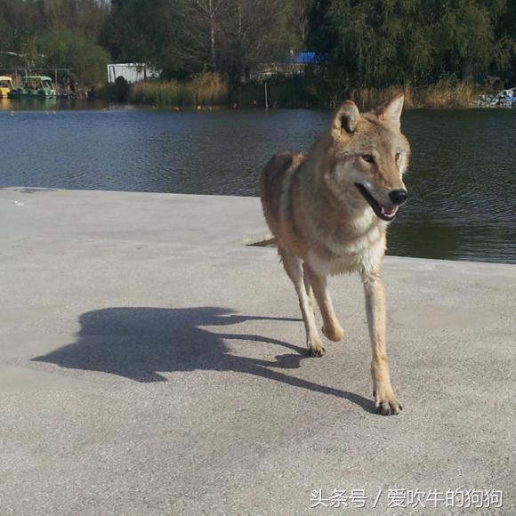 捷克狼犬有伤人记录吗,不训练的捷克狼犬会随便咬人吗