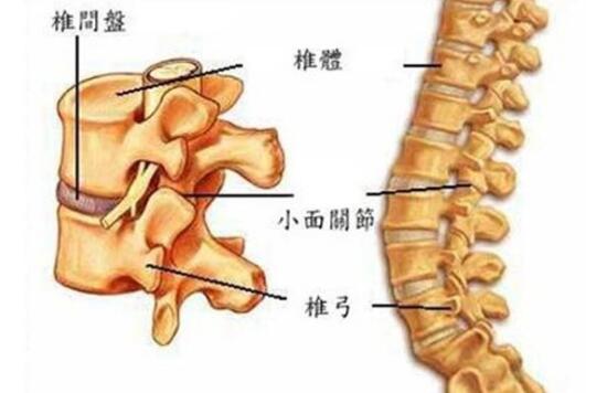 办公室久坐腰痛的部位,久坐腰痛和妇科腰痛