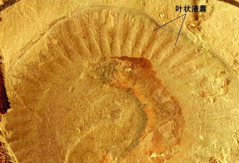 寒武纪有哪些奇怪的生物,寒武纪生物大爆发最主要特征