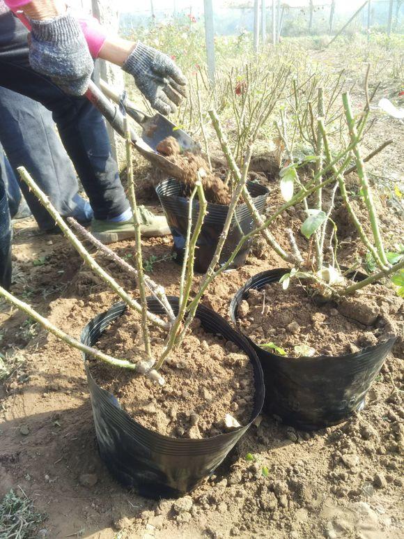 种玫瑰应该买什么,新手种玫瑰推荐什么品种