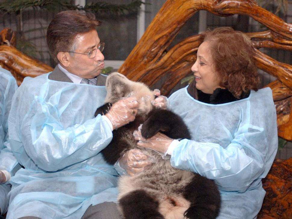 大熊猫龙凤胎宝宝名字,给宝宝取有关大熊猫的名字