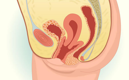 子宫前后位的全方位解析,子宫前位和后位哪个比较好
