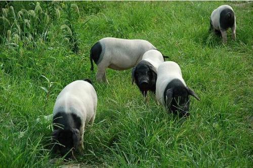 国内好品种猪排名榜最新,猪的品种有哪些哪种猪好养