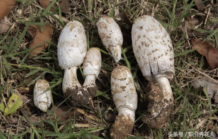 无毒菌类有哪些,九大有毒菌类知识普及