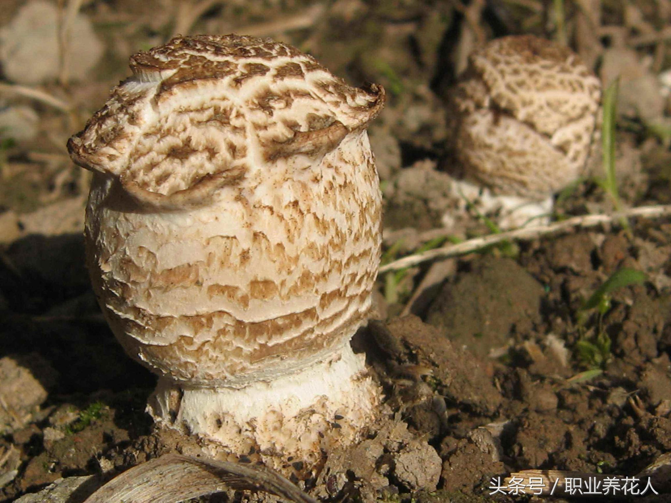 无毒菌类有哪些,九大有毒菌类知识普及