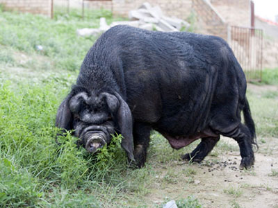 国内好品种猪排名榜最新,猪的品种有哪些哪种猪好养