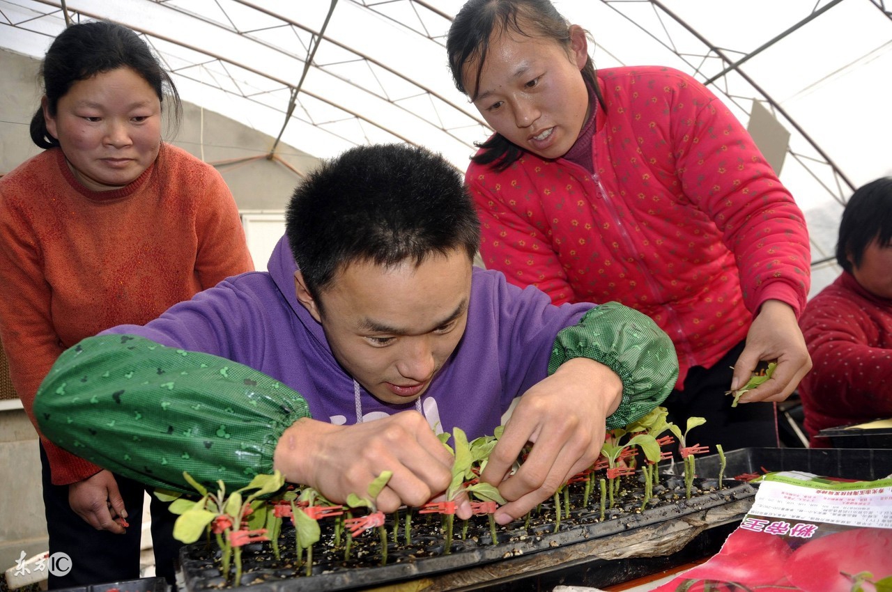 果农想在一棵树嫁接多种水果?掌握这技术要点,完全可以亲自做到