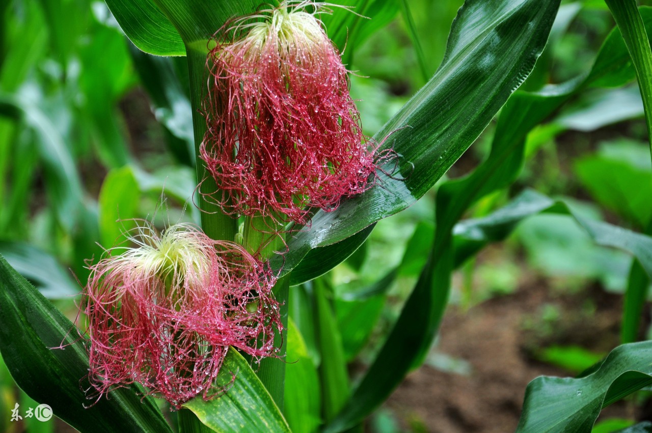 孕29周羊水偏少怎么喝水补充,孕38周羊水偏少喝水还有用吗