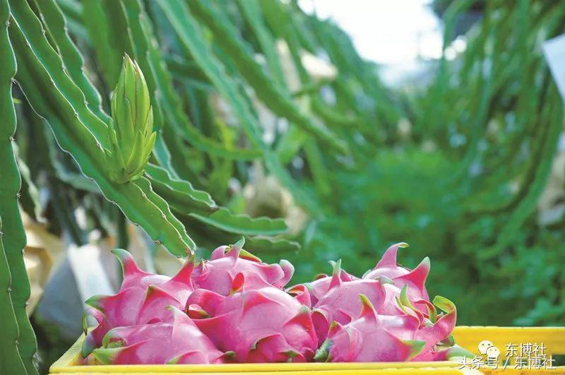 水果贸易的流程是怎样的,如何做进口水果贸易生意