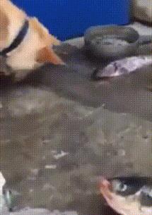 热成像特效能显示放屁吗,热成像放屁检测特效剪映