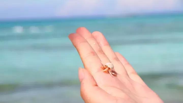 只对中国人开放的岛,只对中国人开放的沙漠