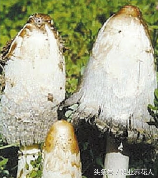 无毒菌类有哪些,九大有毒菌类知识普及