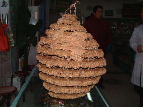 头发秃顶刘海怎么剪最好看,刘海三角处秃顶了怎么补救