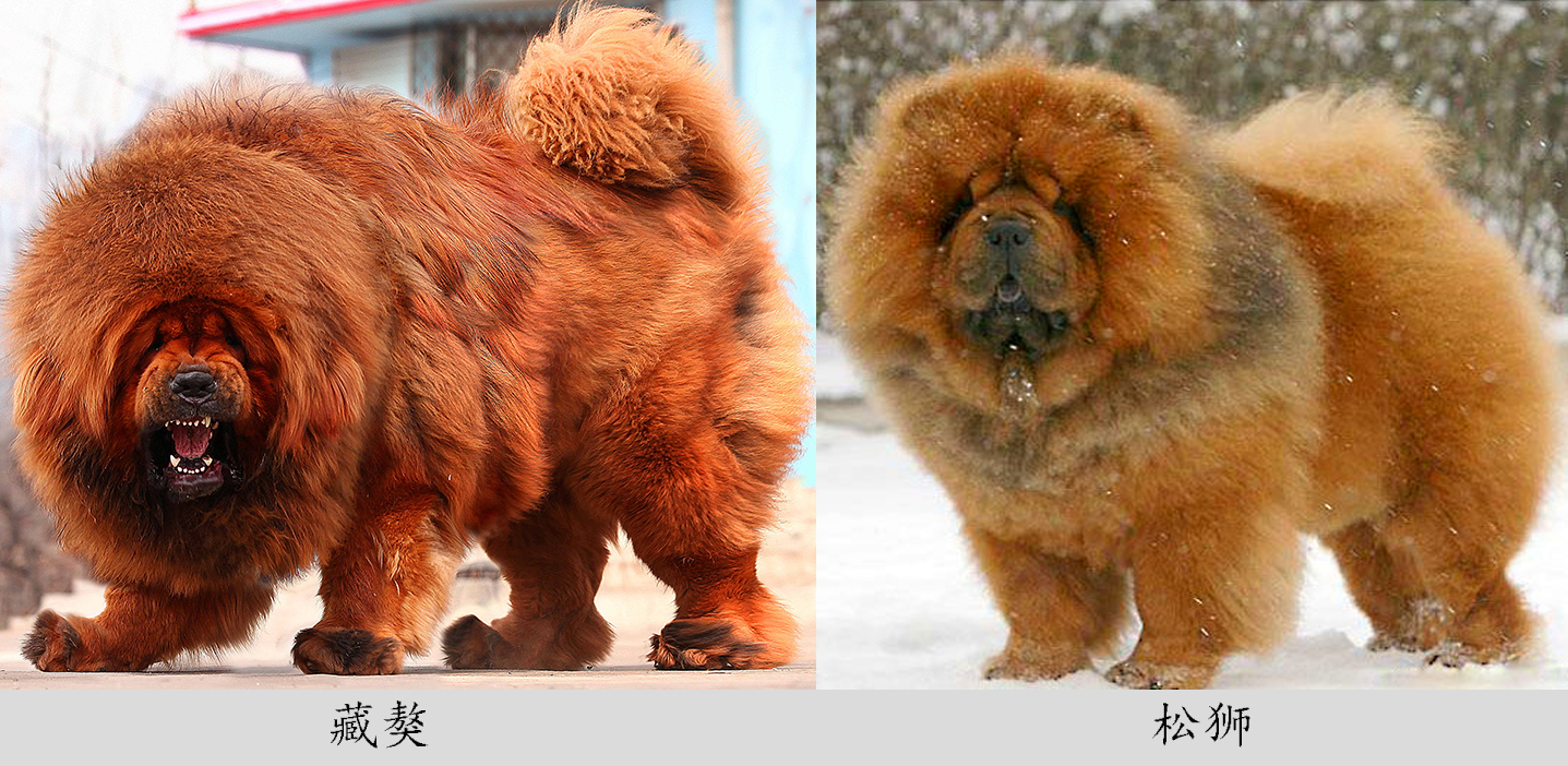 让你一眼分辨出真假“美猴王”——藏獒和松狮（第八期）