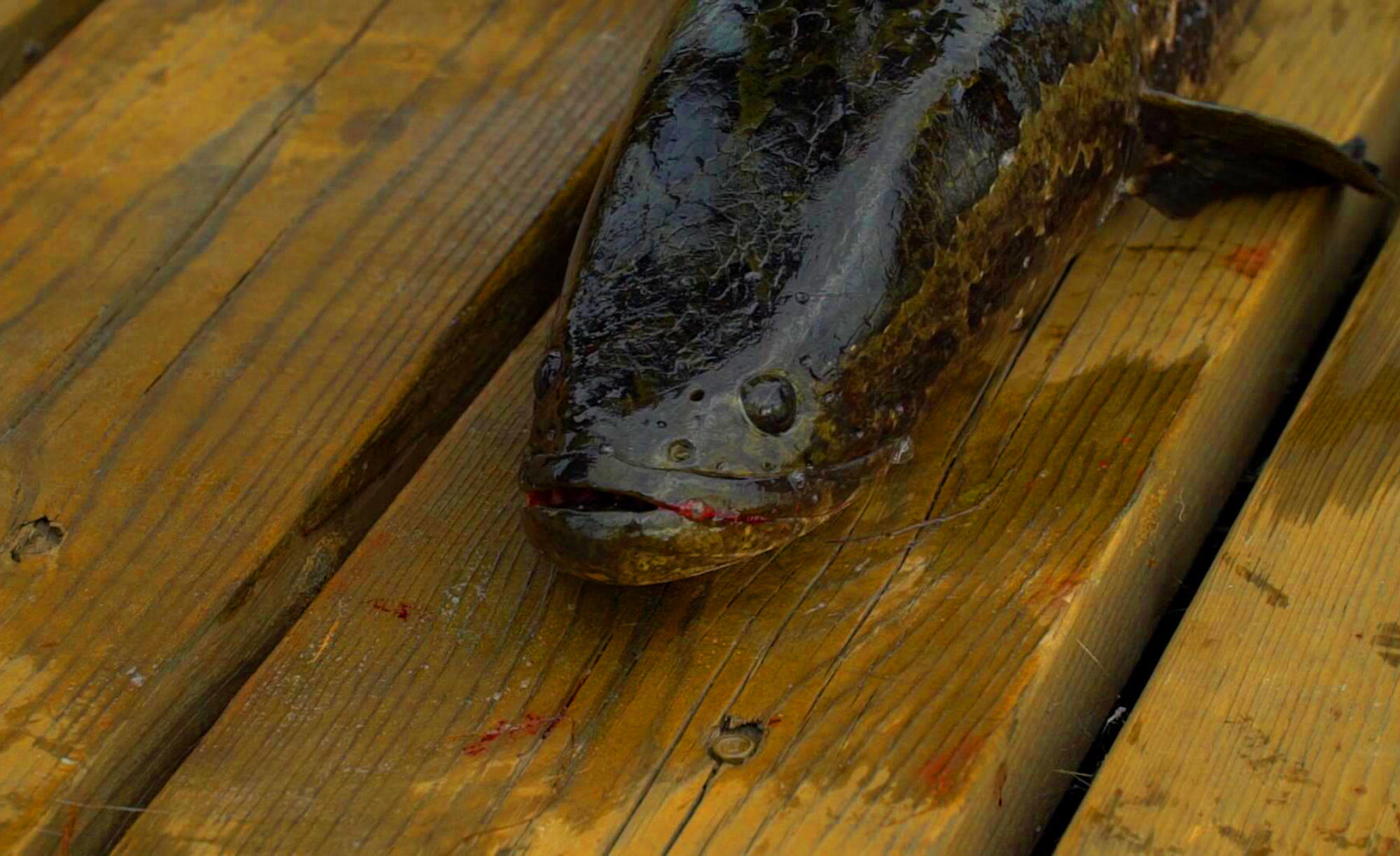 什么天气钓鱼最好最容易上鱼,什么风向钓鱼最难钓到大鱼