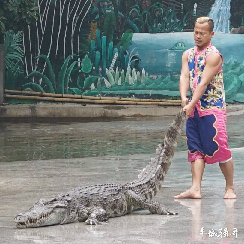 鳄鱼湖湿地门票预订,广州鳄鱼公园地图