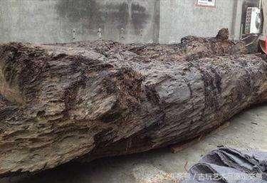 简单介绍一下乌木及其收藏价值,乌木目前价值