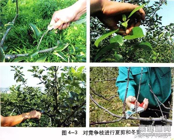 汪景彦苹果树傻瓜式修剪技术详解,傻瓜式苹果小树修剪技术