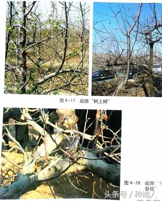 汪景彦苹果树傻瓜式修剪技术详解,傻瓜式苹果小树修剪技术