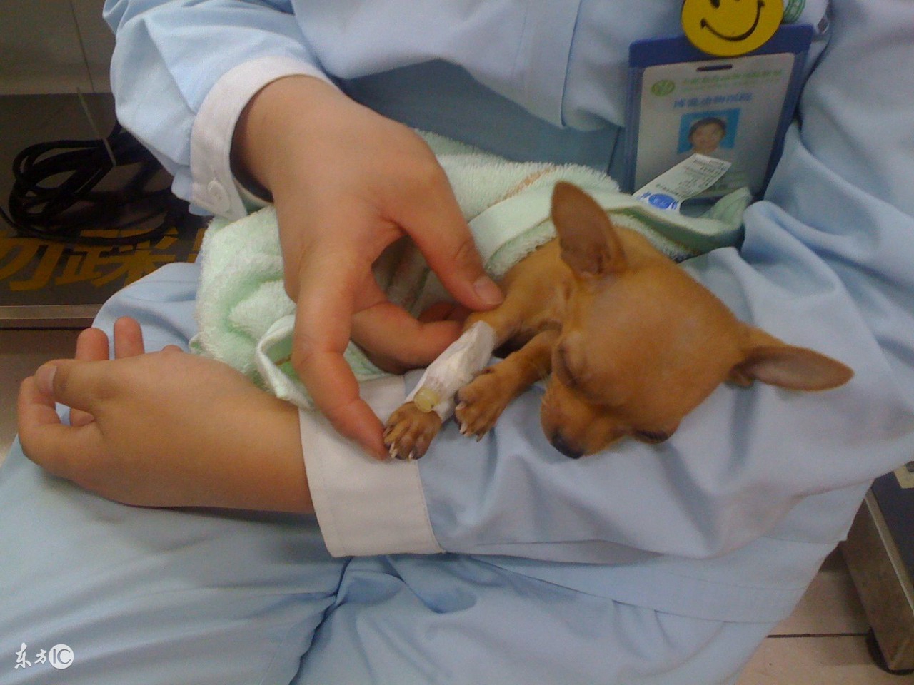 宠物狗急性肠胃炎,宠物怎么避免急性肠胃炎