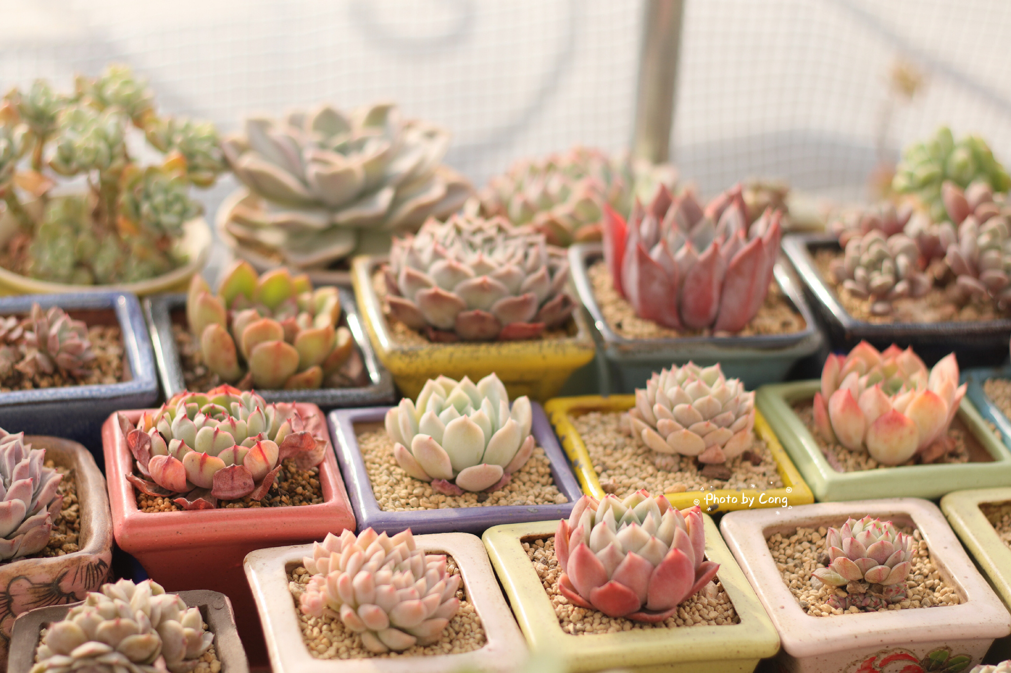 多肉度夏北方,北方用室外暖棚多肉能过冬吗