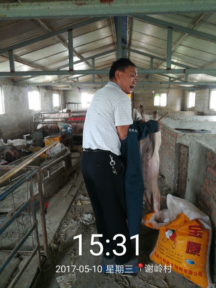 猪尾巴有什么用,猪尾巴功效与作用及禁忌