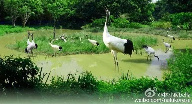 两大一小广州长隆亲子游攻略,最新广州长隆带娃游玩攻略2天