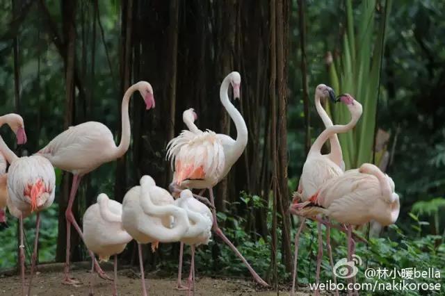 两大一小广州长隆亲子游攻略,最新广州长隆带娃游玩攻略2天