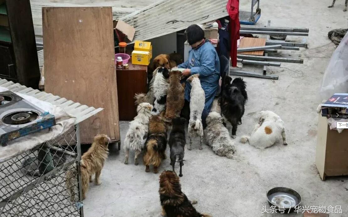 老人救助流浪狗20年,老奶奶收留50只流浪狗坚持了33年