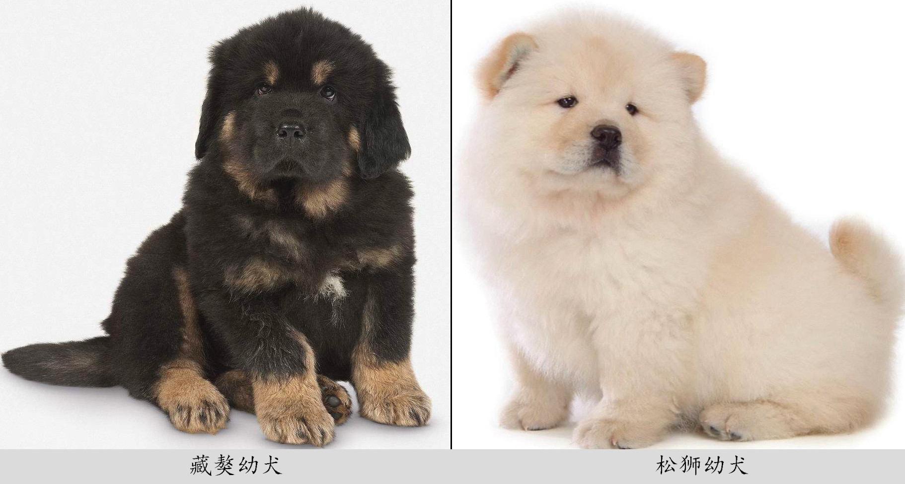 让你一眼分辨出真假“美猴王”——藏獒和松狮（第八期）